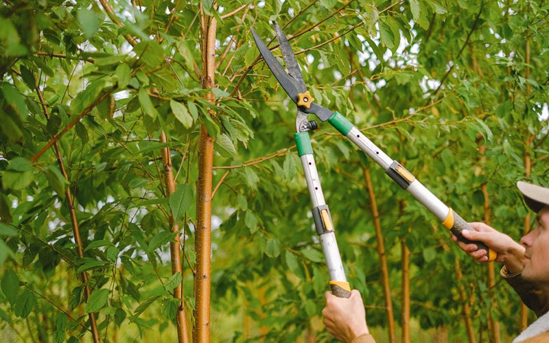 Tree trimming in Jonesville, LA
